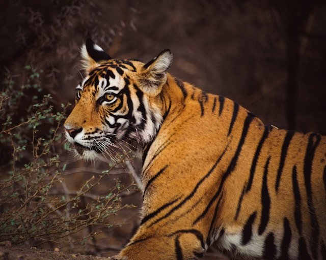 Ranthambore 1